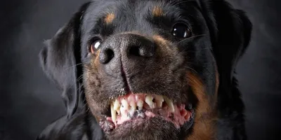 Как содержать опасные породы собак и как защитить пса от догхантеров -  Российская газета