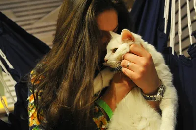 Девушка с котом стоковое фото. изображение насчитывающей котенок - 25803126