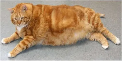Лайкнеш жирного кота будеш счастлив …» — создано в Шедевруме