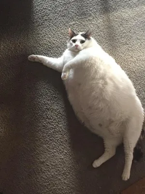 Еще один претендент на звание самого жирного кота в мире