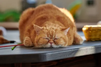 Мемы про жирного кота (50 фото) » Юмор, позитив и много смешных картинок