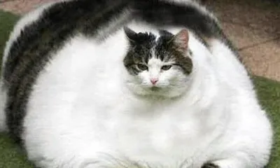 Самые жирные коты в мире - 72 фото