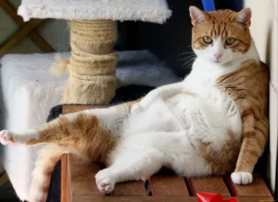 Жирный кот - Два уровня попрошайничества: новичок и мастер | Facebook