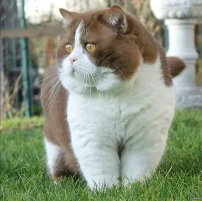 Очень жирные коты - 47 фото