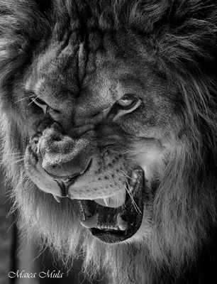Фото злого льва 