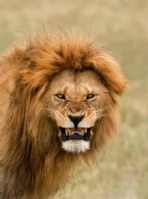 Как злой лев улыбнулся | 𝕃𝕚𝕟𝕠𝕔𝕙𝕜𝕒 | Дзен