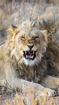 Фото злого льва
