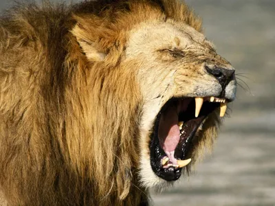 Злой Лев , дикий зверь , крупным …» — создано в Шедевруме