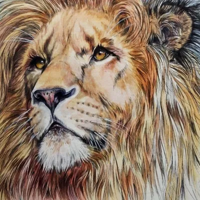 карикатурный злой лев на белом фоне Иллюстрация вектора - иллюстрации  насчитывающей грива, шарж: 257968943