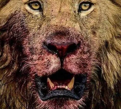 Очень очень злой лев» — создано в Шедевруме