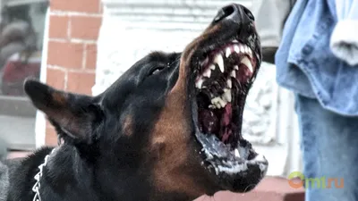 Владельцев опасных собак без намордника предложили штрафовать до 30 тыс.  рублей | Ветеринария и жизнь