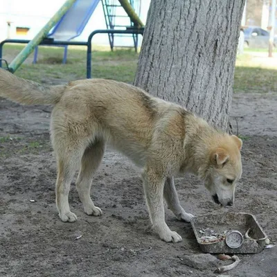Как уберечься от злых собак? 19 августа - Всемирный День бездомных животных  - Российская газета