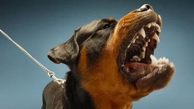 В Украине утвердили список опасных собак | Новости Одессы | Страхование  собак