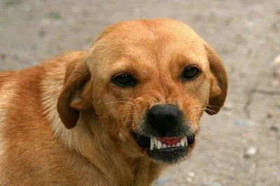 Картинки злые собаки (39 фото) - картинки sobakovod.club