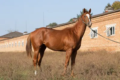 Аукцион лошадей чистокровной верховой породы прошёл в конном заводе «Восход»