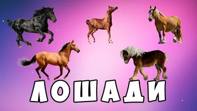 Породы лошадей для детей - развивающий мультик | Карточки Домана |  Монтессори | Комарик - YouTube