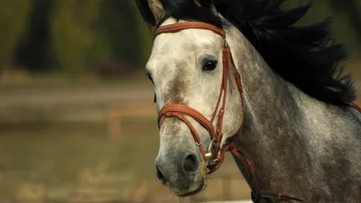 Новый тип породы лошадей вывел фермер в области Жетысу - АПК Новости