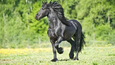 Берберийская лошадь — Википедия