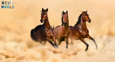 Национальная Ассоциация Лошадей Породы Pura Raza Española в России