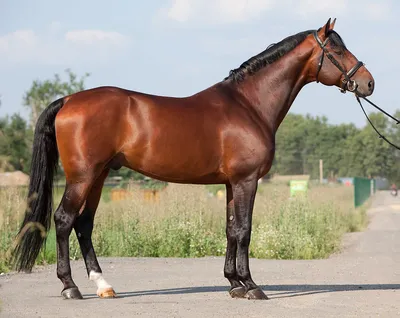 Адайская лошадь стала национальным брендом Казахстана
