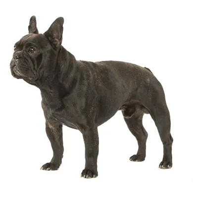 Порода собак французский бульдог (ФОТО)