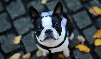 Французский бульдог - это умный, любящий пес, который хочет и должен  проводить много времени со своим хозяином.