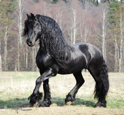 Фриз (фризская лошадь): описание породы