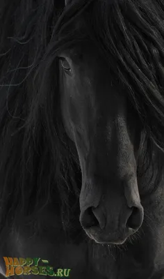 Белая фризская лошадь - картинки и фото poknok.art