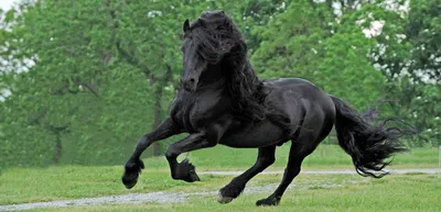 Породистые кони (32 фото) | Фризская лошадь, Черная лошадь, Андалузская  лошадь