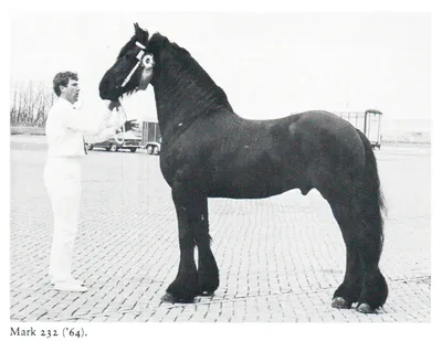 Фризская лошадь - картинки и фото poknok.art