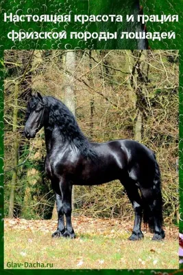 Фризская лошадь Мустанг Жеребец Пони Стая животное, Павлин, лошадь,  млекопитающее, плотоядное животное png | PNGWing