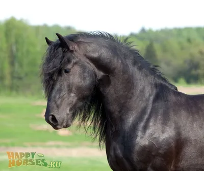 фризская порода лошадей | Лошади, Лошадь видео, Животные