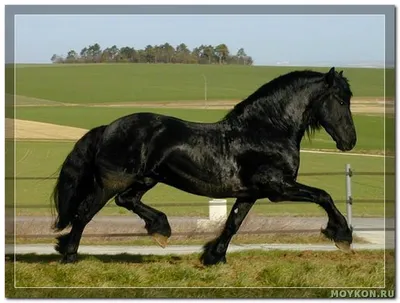 Фризская порода лошадей — в жизни и в миниатюре | ВКонтакте