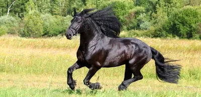 Фризская лошадь - старая Европейская порода лошадей.