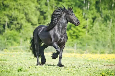 Фризская лошадь или фриз (friesian horse) фото, цена и описание