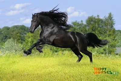 Фризская лошадь (фриз) - грациозный тяжеловоз