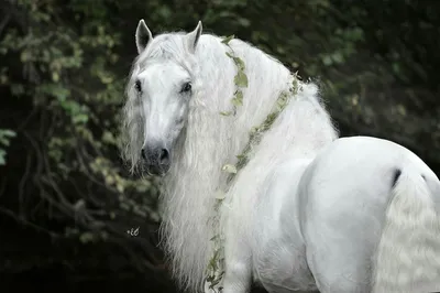 Фризская породы лошадей: фото и видео, описание и история