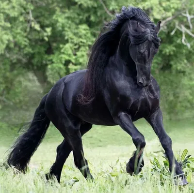 Фриз. Самая красивая порода лошадей Фризская лошадь