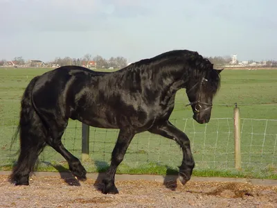 Самые красивые лошади в мире. Фризская порода лошадей
