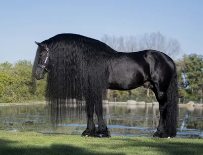 Фризская лошадь: описание породы, особенности содержания, рацион лошадей