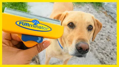 FURminator Undercoat DeShedding Tool Small Dog Long Hair for sale online |  eBay