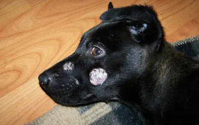Заболевания кожи у различных пород собак – статья о лечении животных ИВЦ МВА
