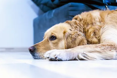 Заболевания яичек у собак: виды, причины, симптомы и лечение | Блог  ветклиники \"Беланта\"