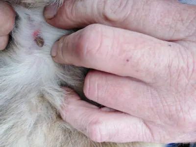 Язвы и некроз кожи у собаки — Заболевания кожи животных — Ветеринарный форум