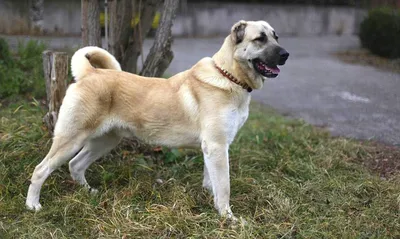 Гампр собака: фото, характер, описание породы