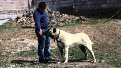 Гампр: рассказываем, как и когда появилась самая знаменитая армянская  порода собак, чем она так необычна | Армения и армяне | Дзен
