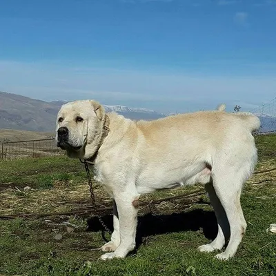Гампр: рассказываем, как и когда появилась самая знаменитая армянская  порода собак, чем она так необычна | Армения и армяне | Дзен