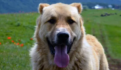 Порода собак Гампр (Армянский Волкодав) — фото, описание, характер