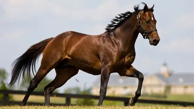 Ганноверская лошадь: фото, описание, масти, применение