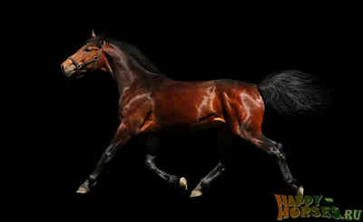 Ганноверская порода лошадей. Фото, описание, история происхождения |  Счастливые Лошади